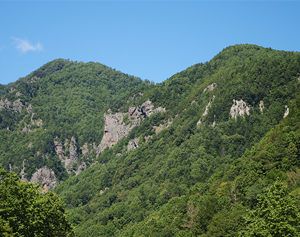 空地・畑・山など